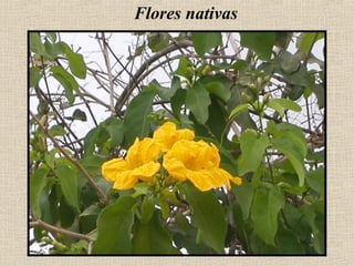 Flores nativas
 