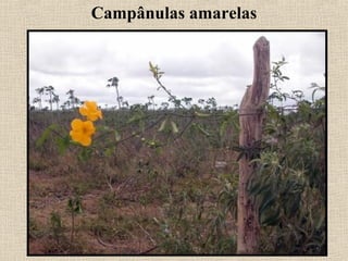 Campânulas amarelas
 