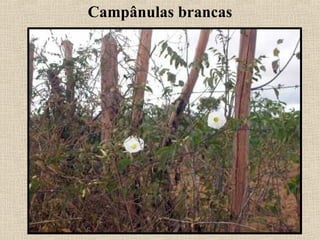 Campânulas brancas
 