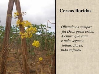 Cercas floridas


Olhando os campos,
 foi Deus quem criou.
A chuva que caiu
e tudo vegetou,
 folhas, flores,
tudo enfeitou
 