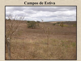 Campos de Estiva
 