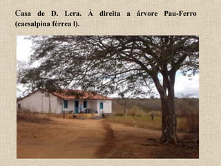 Casa de D. Lera. À direita a árvore Pau-Ferro
(caesalpina férrea l).
 
