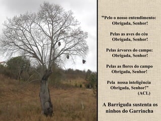 “Pelo o nosso entendimento:
     Obrigada, Senhor!

    Pelas as aves do céu
     Obrigada, Senhor!

  Pelas árvores do campo:
     Obrigada, Senhor!

  Pelas as flores do campo
     Obrigada, Senhor!

  Pela nossa inteligência
   Obrigada, Senhor!”
                  (ACL)

A Barriguda sustenta os
 ninhos do Garrincha
 