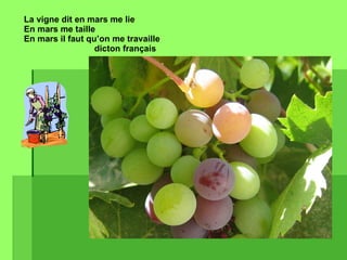 La vigne dit en mars me lie En mars me taille En mars il faut qu’on me travaille dicton français 
