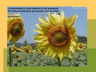 Le tournesol n’a pas besoin d’une boussole Ni   d’arc-en-ciel pour se tourner vers le soleil    « le tournesol » 