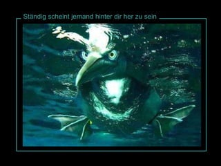 Ständig scheint jemand hinter dir her zu sein 