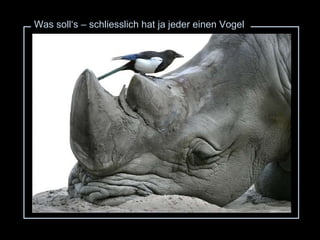 Was soll‘s – schliesslich hat ja jeder einen Vogel 