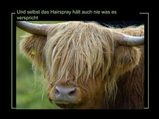 Und selbst das Hairspray hält auch nie was es verspricht 