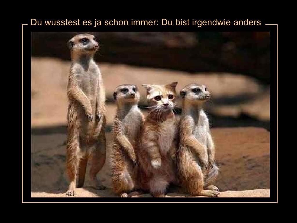 Lustige Bilder Zur Aufmunterung
