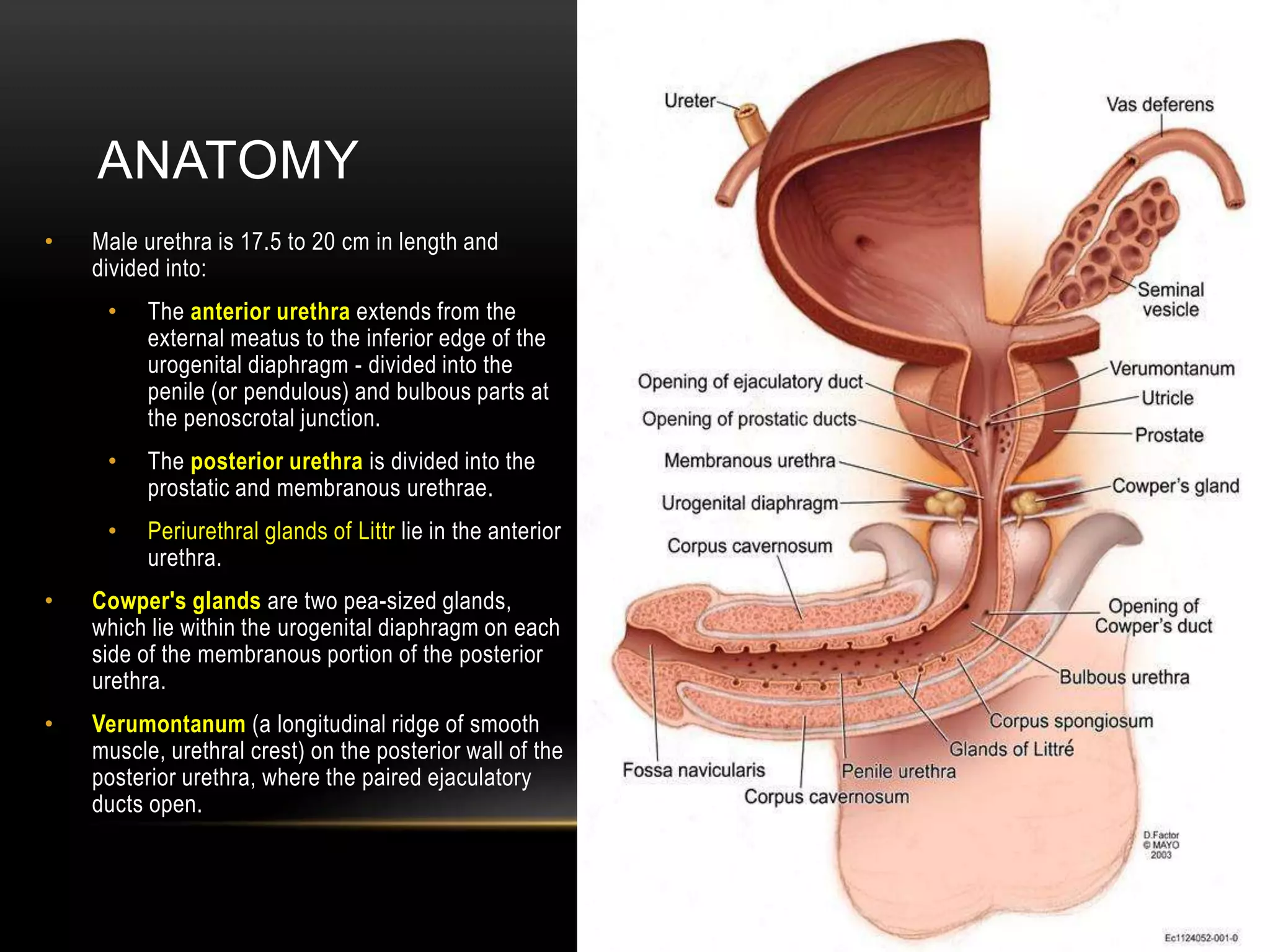 ANATOMY
• Male urethra is 17.5 to 20 cm in length and
divided into:
• The anterior urethra extends from the
external meatus to the inferior edge of the
urogenital diaphragm - divided into the
penile (or pendulous) and bulbous parts at
the penoscrotal junction.
• The posterior urethra is divided into the
prostatic and membranous urethrae.
• Periurethral glands of Littr lie in the anterior
urethra.
• Cowper's glands are two pea-sized glands,
which lie within the urogenital diaphragm on each
side of the membranous portion of the posterior
urethra.
• Verumontanum (a longitudinal ridge of smooth
muscle, urethral crest) on the posterior wall of the
posterior urethra, where the paired ejaculatory
ducts open.
 