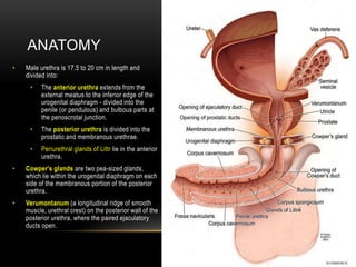 ANATOMY
• Male urethra is 17.5 to 20 cm in length and
divided into:
• The anterior urethra extends from the
external meatus to the inferior edge of the
urogenital diaphragm - divided into the
penile (or pendulous) and bulbous parts at
the penoscrotal junction.
• The posterior urethra is divided into the
prostatic and membranous urethrae.
• Periurethral glands of Littr lie in the anterior
urethra.
• Cowper's glands are two pea-sized glands,
which lie within the urogenital diaphragm on each
side of the membranous portion of the posterior
urethra.
• Verumontanum (a longitudinal ridge of smooth
muscle, urethral crest) on the posterior wall of the
posterior urethra, where the paired ejaculatory
ducts open.
 