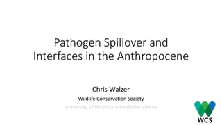 Pathogen Spillover and
Interfaces in the Anthropocene
Chris Walzer
Wildlife Conservation Society
University of Veterinary Medicine Vienna
 