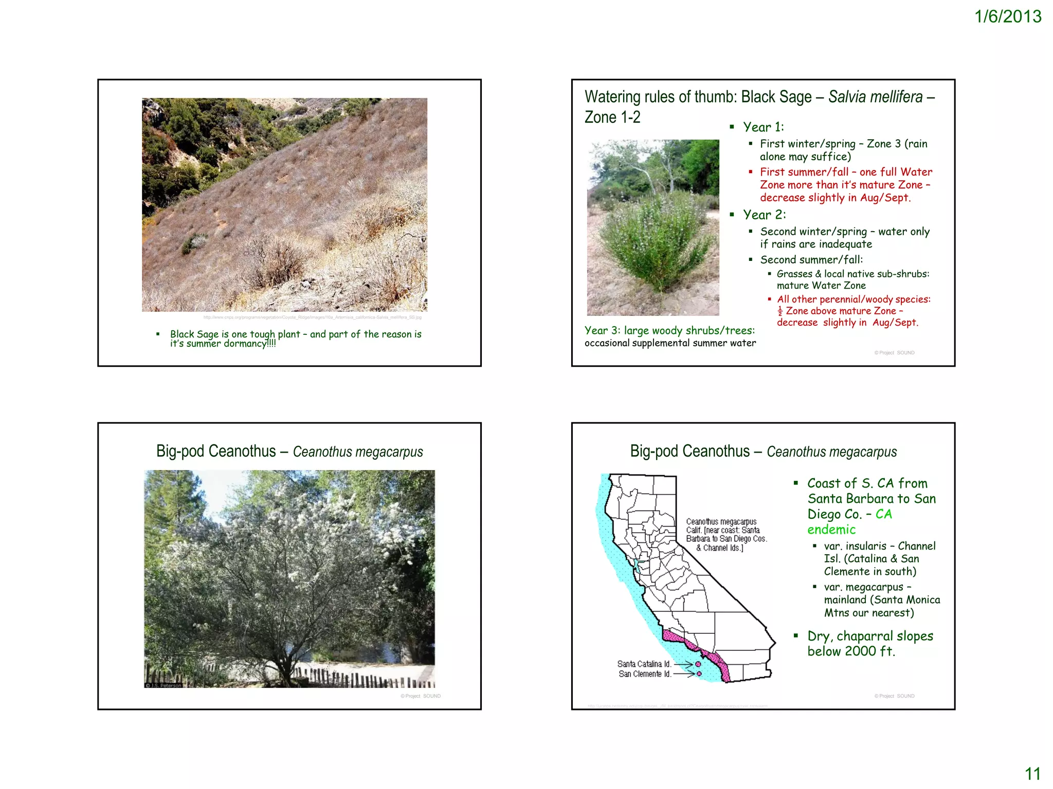 1/6/2013



                                                                                                                               Watering rules of thumb: Black Sage – Salvia mellifera –
                                                                                                                               Zone 1-2
                                                                                                                                                                                                      Year 1:
                                                                                                                                                                                                                First winter/spring – Zone 3 (rain
                                                                                                                                                                                                                 alone may suffice)
                                                                                                                                                                                                                First summer/fall – one full Water
                                                                                                                                                                                                                 Zone more than it’s mature Zone –
                                                                                                                                                                                                                 decrease slightly in Aug/Sept.
                                                                                                                                                                                                      Year 2:
                                                                                                                                                                                                                Second winter/spring – water only
                                                                                                                                                                                                                 if rains are inadequate
                                                                                                                                                                                                                Second summer/fall:
                                                                                                                                                                                                                         Grasses & local native sub-shrubs:
                                                                                                                                                                                                                          mature Water Zone
                                                                                                                                                                                                                         All other perennial/woody species:
                                                                                                                                                                                                                          ½ Zone above mature Zone –
                                                                                                                                                                                                                          decrease slightly in Aug/Sept.
           http://www.cnps.org/programs/vegetation/Coyote_Ridge/images/10a_Artemisia_californica-Salvia_mellifera_SS.jpg



   Black Sage is one tough plant – and part of the reason is                                                                  Year 3: large woody shrubs/trees:
    it’s summer dormancy!!!!                                                                                                   occasional supplemental summer water
                                                                                                                                                                                                                                               © Project SOUND




Big-pod Ceanothus – Ceanothus megacarpus                                                                                                            Big-pod Ceanothus – Ceanothus megacarpus
                                                                                                                                                                                                                              Coast of S. CA from
                                                                                                                                                                                                                               Santa Barbara to San
                                                                                                                                                                               var. insularis                                  Diego Co. – CA
                                                                                                                                                                                                                               endemic
                                                                                                                                                                                                                                  var. insularis – Channel
                                                                                                                                                                                                                                   Isl. (Catalina & San
                                                                                                                                                                                                                                   Clemente in south)
                                                                                                                                                                                                                                  var. megacarpus –
                                                                                                                                                                                                                                   mainland (Santa Monica
                                                                                                                                                                                                                                   Mtns our nearest)

                                                                                                                                                                             var. megacarpus                                  Dry, chaparral slopes
                                                                                                                                                                                                                               below 2000 ft.


                                                                                                             © Project SOUND                                                                                                                   © Project SOUND
                                                                                                                               http://ucjeps.berkeley.edu/cgi-bin/get_JM_treatment.pl?Ceanothus+megacarpus+var.+insularis




                                                                                                                                                                                                                                                                      11
 