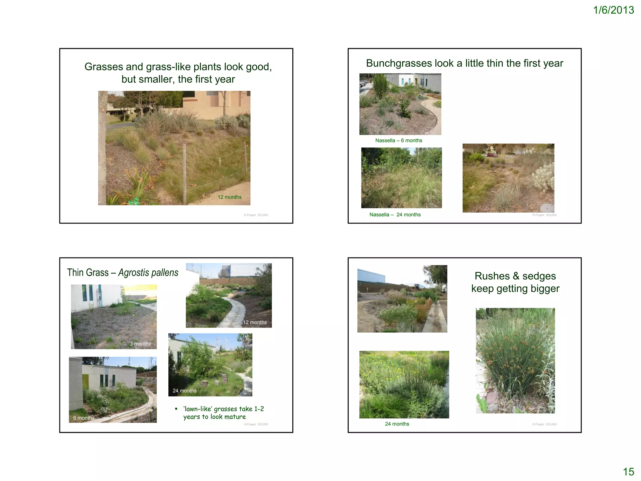 1/6/2013




     Grasses and grass-like plants look good,                           Bunchgrasses look a little thin the first year
            but smaller, the first year




                                                                          Nassella – 6 months




                                          12 months


                                                      © Project SOUND   Nassella – 24 months                  © Project SOUND




Thin Grass – Agrostis pallens                                                                    Rushes & sedges
                                                                                                keep getting bigger


                                                      12 months



                3 months




                           24 months


                             ‘lawn-like’ grasses take 1-2
 6 months                     years to look mature
                                                      © Project SOUND         24 months                       © Project SOUND




                                                                                                                                     15
 