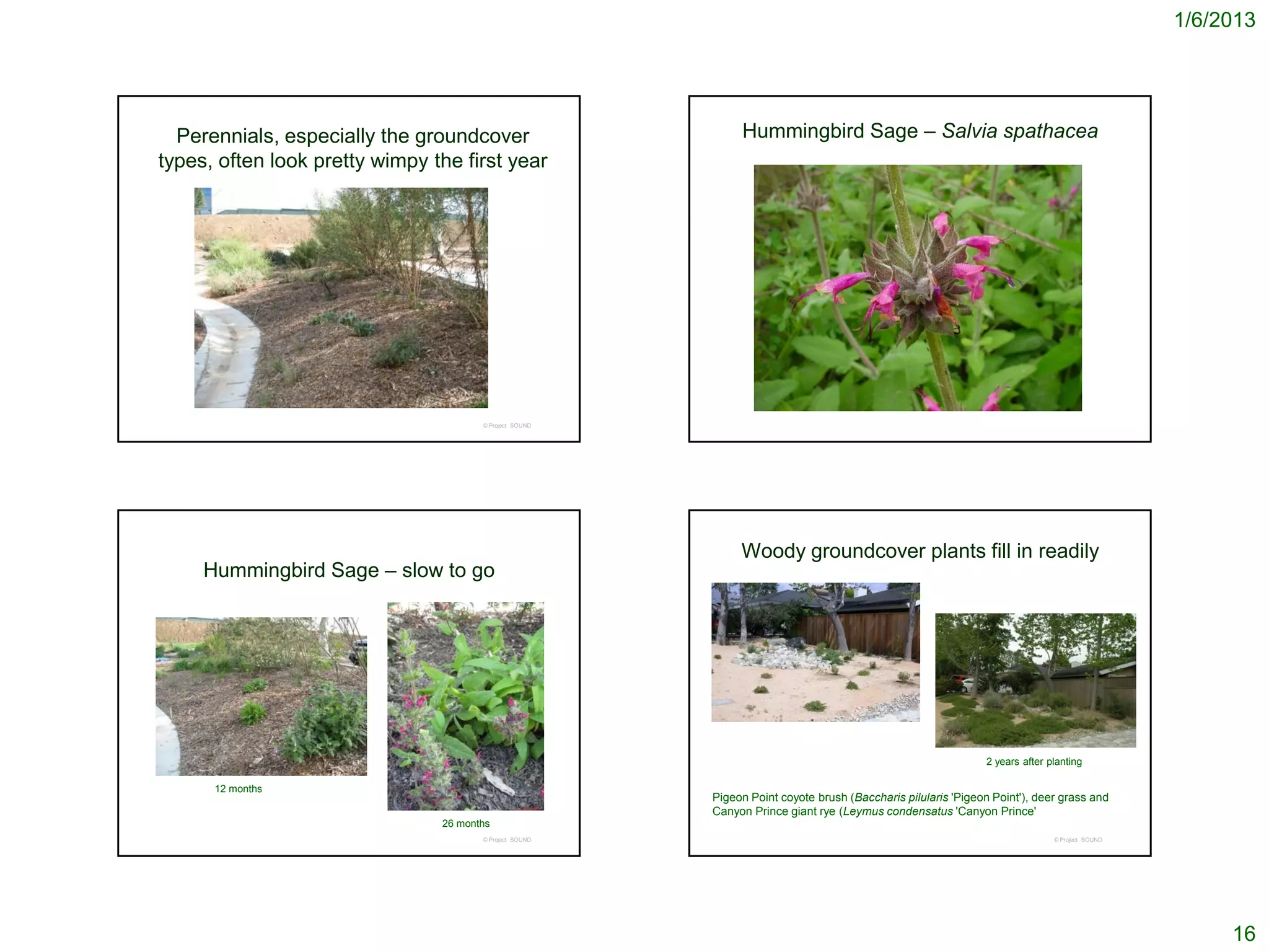 1/6/2013




  Perennials, especially the groundcover                      Hummingbird Sage – Salvia spathacea
types, often look pretty wimpy the first year




                                       © Project SOUND




                                                              Woody groundcover plants fill in readily
     Hummingbird Sage – slow to go




                                                                                                              2 years after planting

      12 months
                                                         Pigeon Point coyote brush (Baccharis pilularis 'Pigeon Point'), deer grass and
                                                         Canyon Prince giant rye (Leymus condensatus 'Canyon Prince'
                                26 months
                                       © Project SOUND                                                                       © Project SOUND




                                                                                                                                                    16
 