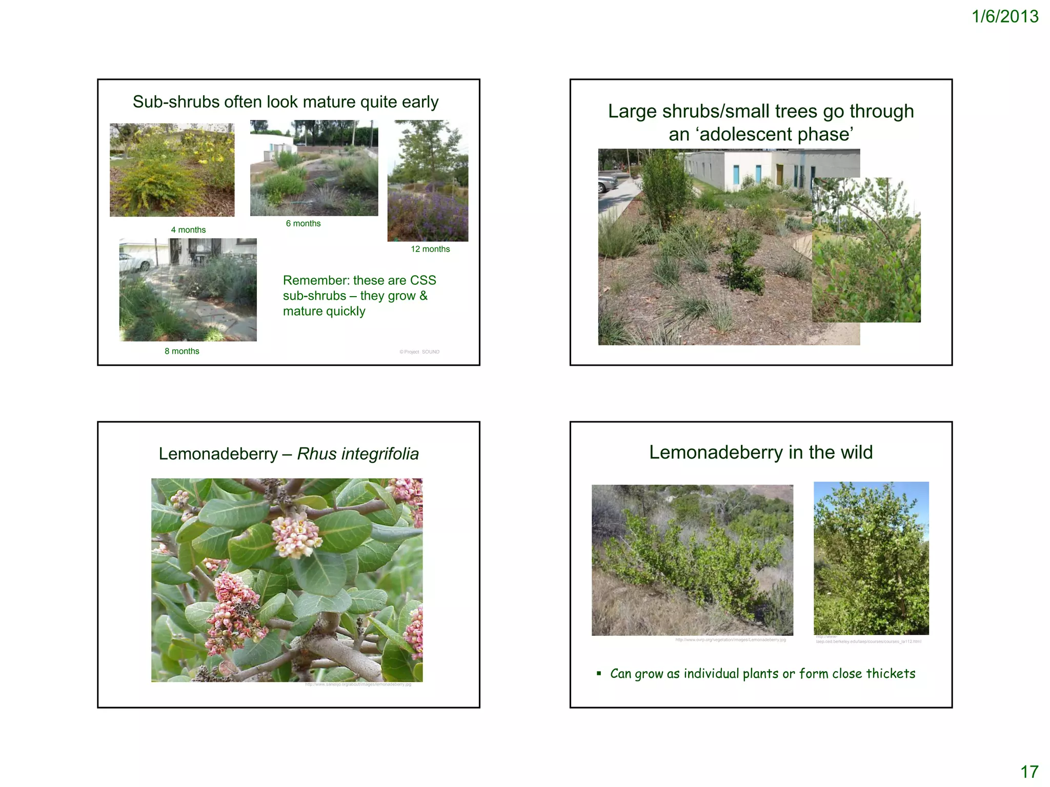 1/6/2013



Sub-shrubs often look mature quite early
                                                                                            Large shrubs/small trees go through
                                                                                                   an ‘adolescent phase’



                    6 months
     4 months

                                                                             12 months


                   Remember: these are CSS
                   sub-shrubs – they grow &
                   mature quickly


    8 months                                                            © Project SOUND




   Lemonadeberry – Rhus integrifolia                                                               Lemonadeberry in the wild




                                                                                                                                                                 http://www-
                                                                                                       http://www.ovrp.org/vegetation/images/Lemonadeberry.jpg   laep.ced.berkeley.edu/laep/courses/courses_la112.html




                                                                                           Can grow as individual plants or form close thickets
                        http://www.sanelijo.org/about/images/lemonadeberry.jpg




                                                                                                                                                                                                                              17
 