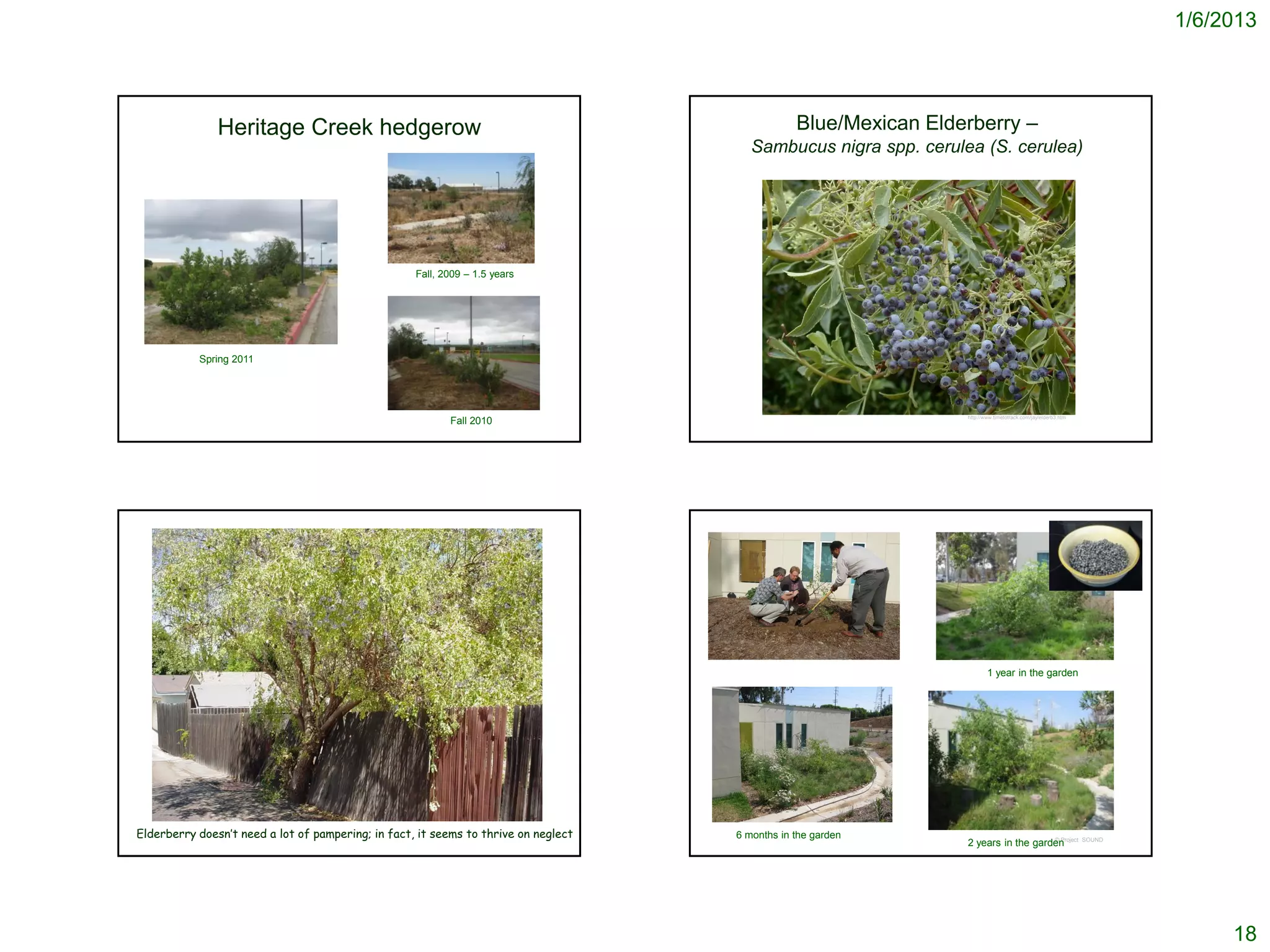 1/6/2013




               Heritage Creek hedgerow                                                           Blue/Mexican Elderberry –
                                                                                        Sambucus nigra spp. cerulea (S. cerulea)




                                                    Fall, 2009 – 1.5 years




           Spring 2011




                                                                                                                  http://www.timetotrack.com/jay/elderb3.htm
                                                           Fall 2010




                                                                                                                          1 year in the garden




Elderberry doesn’t need a lot of pampering; in fact, it seems to thrive on neglect   6 months in the garden                          © Project                 SOUND
                                                                                                                  2 years in the garden




                                                                                                                                                                            18
 