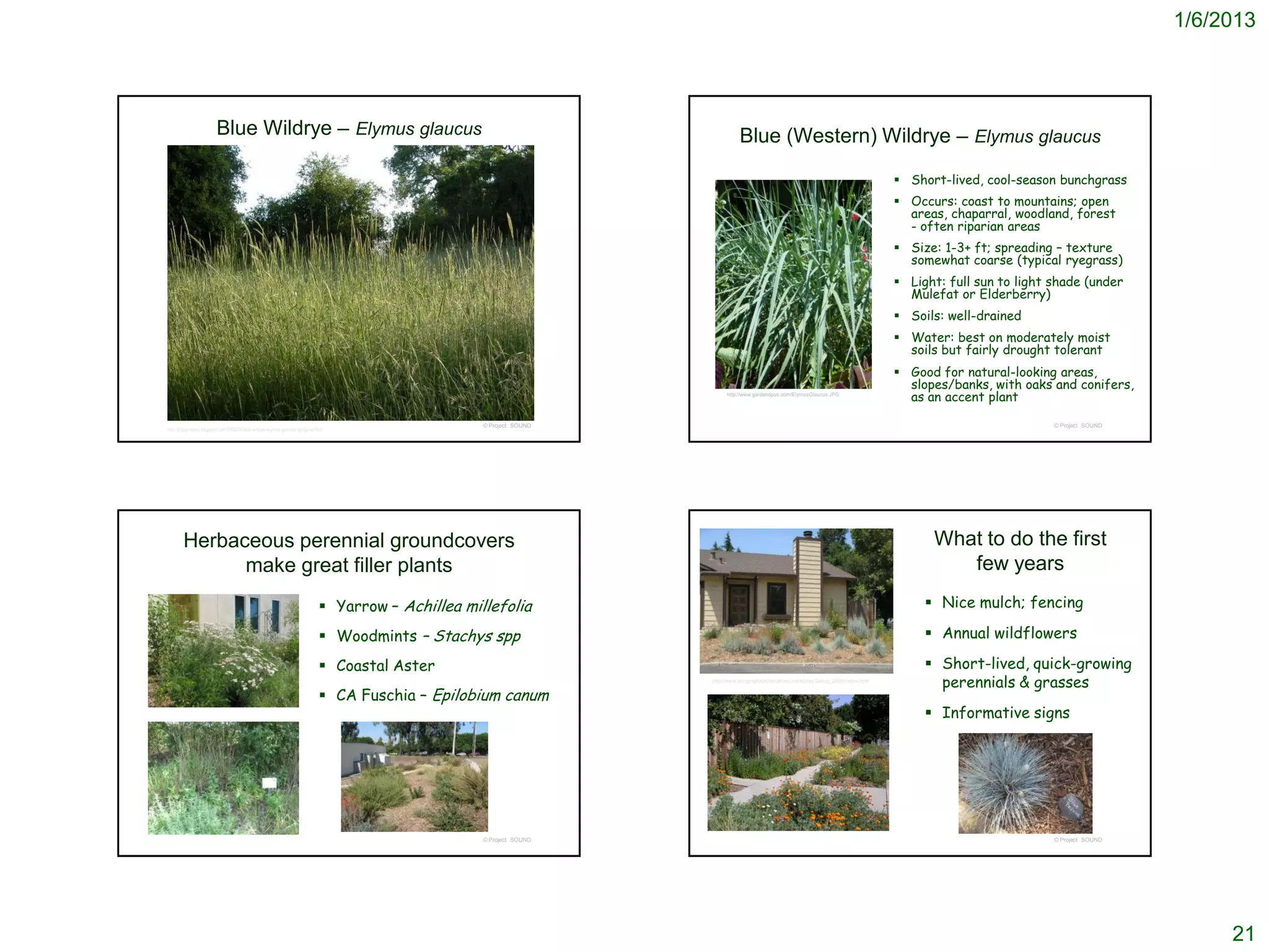 1/6/2013




                         Blue Wildrye – Elymus glaucus                                                                              Blue (Western) Wildrye – Elymus glaucus

                                                                                                                                                                                                Short-lived, cool-season bunchgrass
                                                                                                                                                                                                Occurs: coast to mountains; open
                                                                                                                                                                                                 areas, chaparral, woodland, forest
                                                                                                                                                                                                 - often riparian areas
                                                                                                                                                                                                Size: 1-3+ ft; spreading – texture
                                                                                                                                                                                                 somewhat coarse (typical ryegrass)
                                                                                                                                                                                                Light: full sun to light shade (under
                                                                                                                                                                                                 Mulefat or Elderberry)
                                                                                                                                                                                                Soils: well-drained
                                                                                                                                                                                                Water: best on moderately moist
                                                                                                                                                                                                 soils but fairly drought tolerant
                                                                                                                                                                                                Good for natural-looking areas,
                                                                                                                                                                                                 slopes/banks, with oaks and conifers,
                                                                                                                               http://www.gardenopus.com/ElymusGlaucus.JPG
                                                                                                                                                                                                 as an accent plant
    USDA-NRCS PLANTS Database


                                                                                                       © Project SOUND                                                                                                    © Project SOUND
http://jrbpgrasses.blogspot.com/2006/04/blue-wildrye-elymus-glaucus-apriljune.html




        Herbaceous perennial groundcovers                                                                                                                                                            What to do the first
              make great filler plants                                                                                                                                                                  few years
                                                                                 Yarrow – Achillea millefolia                                                                                       Nice mulch; fencing

                                                                                 Woodmints – Stachys spp                                                                                            Annual wildflowers

                                                                                 Coastal Aster                                                                                                      Short-lived, quick-growing
                                                                                                                         http://www.bringingbackthenatives.net/slides/Salsig_2009/index.html
                                                                                                                                                                                                      perennials & grasses
                                                                                 CA Fuschia – Epilobium canum
                                                                                                                                                                                                     Informative signs




                                                                                                       © Project SOUND                                                                                                    © Project SOUND




                                                                                                                                                                                                                                                 21
 