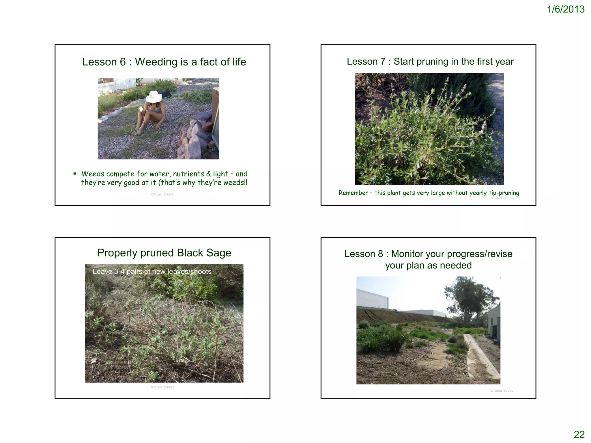 1/6/2013




  Lesson 6 : Weeding is a fact of life                    Lesson 7 : Start pruning in the first year




 Weeds compete for water, nutrients & light – and
  they’re very good at it (that’s why they’re weeds!!
                       © Project SOUND                  Remember – this plant gets very large without yearly tip-pruning
                                                                                                             © Project SOUND




       Properly pruned Black Sage                        Lesson 8 : Monitor your progress/revise
                                                                  your plan as needed
     Leave 3-4 pairs of new leaves/shoots




                       © Project SOUND
                                                                                                             © Project SOUND




                                                                                                                                    22
 