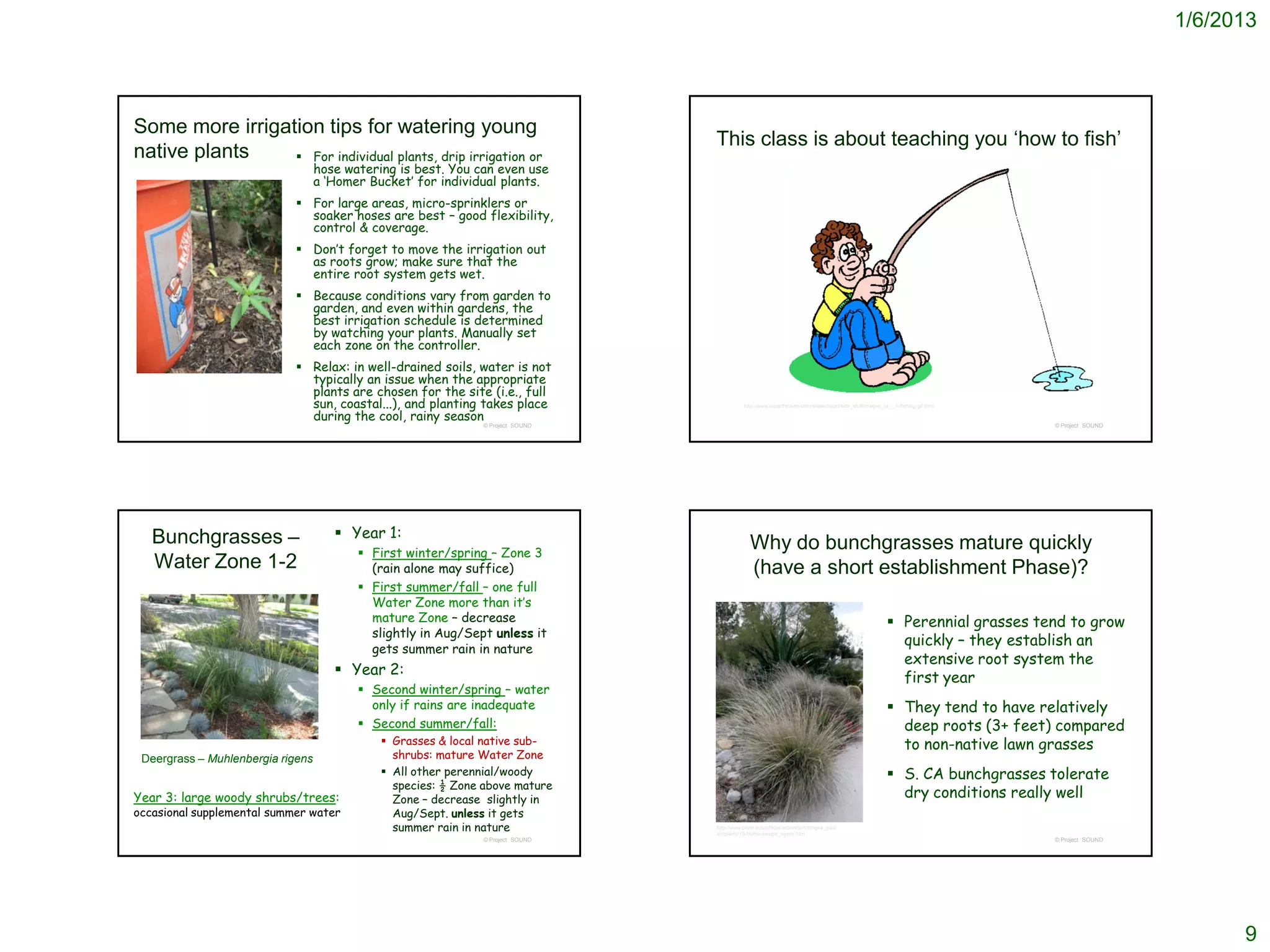 1/6/2013




Some more irrigation tips for watering young
                                                                                 This class is about teaching you ‘how to fish’
native plants     For individual plants, drip irrigation or
                                   hose watering is best. You can even use
                                   a ‘Homer Bucket’ for individual plants.
                             For large areas, micro-sprinklers or
                              soaker hoses are best – good flexibility,
                              control & coverage.
                             Don’t forget to move the irrigation out
                              as roots grow; make sure that the
                              entire root system gets wet.
                             Because conditions vary from garden to
                              garden, and even within gardens, the
                              best irrigation schedule is determined
                              by watching your plants. Manually set
                              each zone on the controller.
                             Relax: in well-drained soils, water is not
                              typically an issue when the appropriate
                              plants are chosen for the site (i.e., full
                              sun, coastal...), and planting takes place                    http://www.clipartheaven.com/show/clipart/kids_stuff/images_(a_-_f)/fishing-gif.html

                              during the cool, rainy season
                                                               © Project SOUND                                                                                                     © Project SOUND




   Bunchgrasses –                      Year 1:
                                           First winter/spring – Zone 3
                                                                                               Why do bunchgrasses mature quickly
   Water Zone 1-2                           (rain alone may suffice)                           (have a short establishment Phase)?
                                           First summer/fall – one full
                                            Water Zone more than it’s
                                            mature Zone – decrease                                                                                          Perennial grasses tend to grow
                                            slightly in Aug/Sept unless it
                                                                                                                                                             quickly – they establish an
                                            gets summer rain in nature
                                                                                                                                                             extensive root system the
                                       Year 2:
                                                                                                                                                             first year
                                           Second winter/spring – water
                                            only if rains are inadequate                                                                                    They tend to have relatively
                                           Second summer/fall:                                                                                              deep roots (3+ feet) compared
                                               Grasses & local native sub-                                                                                  to non-native lawn grasses
 Deergrass – Muhlenbergia rigens                shrubs: mature Water Zone
                                               All other perennial/woody                                                                                   S. CA bunchgrasses tolerate
                                                species: ½ Zone above mature
Year 3: large woody shrubs/trees:               Zone – decrease slightly in
                                                                                                                                                             dry conditions really well
occasional supplemental summer water            Aug/Sept. unless it gets
                                                summer rain in nature            http://www.pitzer.edu/offices/arboretum/tongva_gard
                                                                                 en/plants/19-Muhlenbergia_rigens.htm
                                                               © Project SOUND                                                                                                     © Project SOUND




                                                                                                                                                                                                           9
 