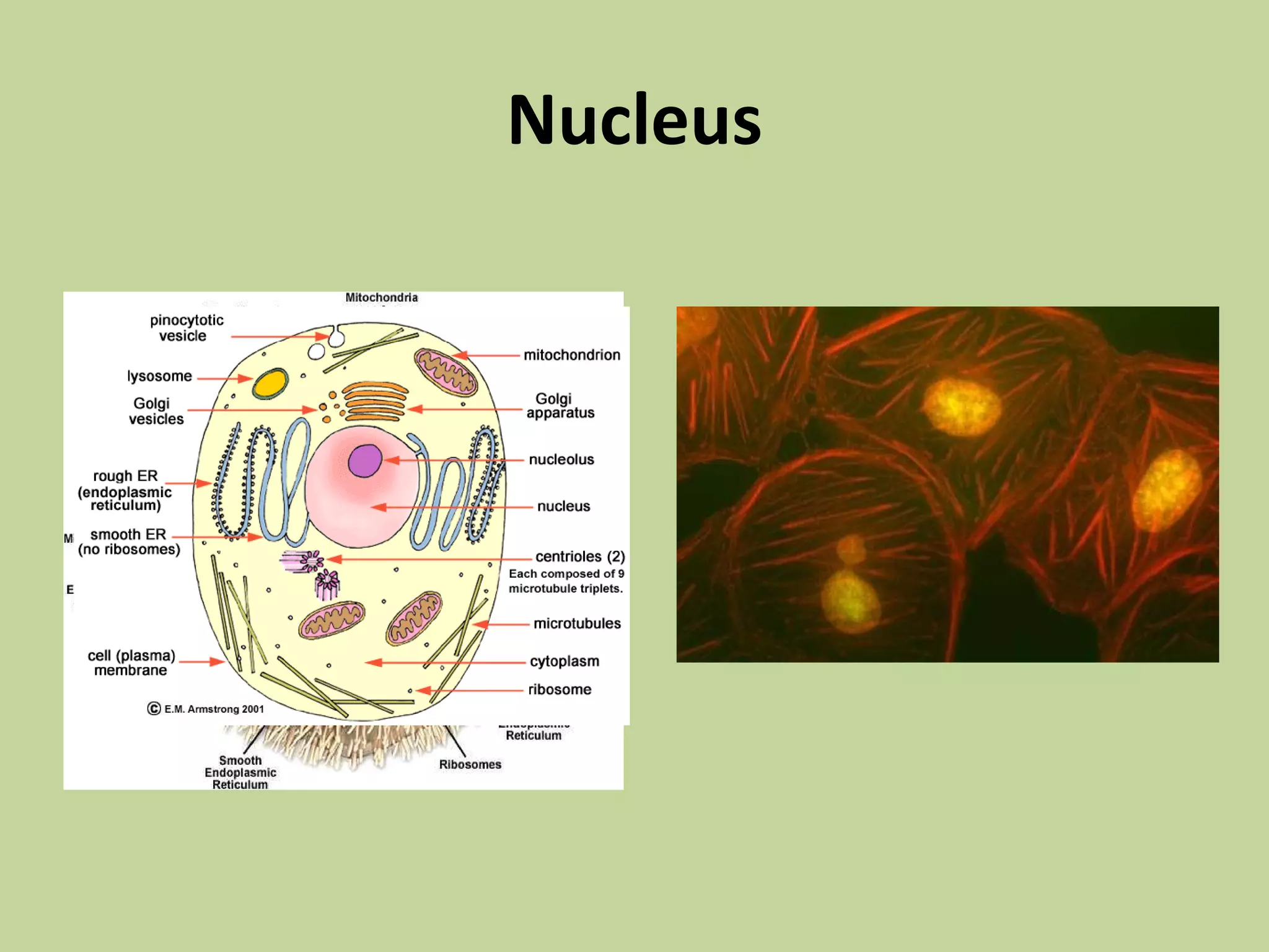 Aug. 23(the cell) | PPT