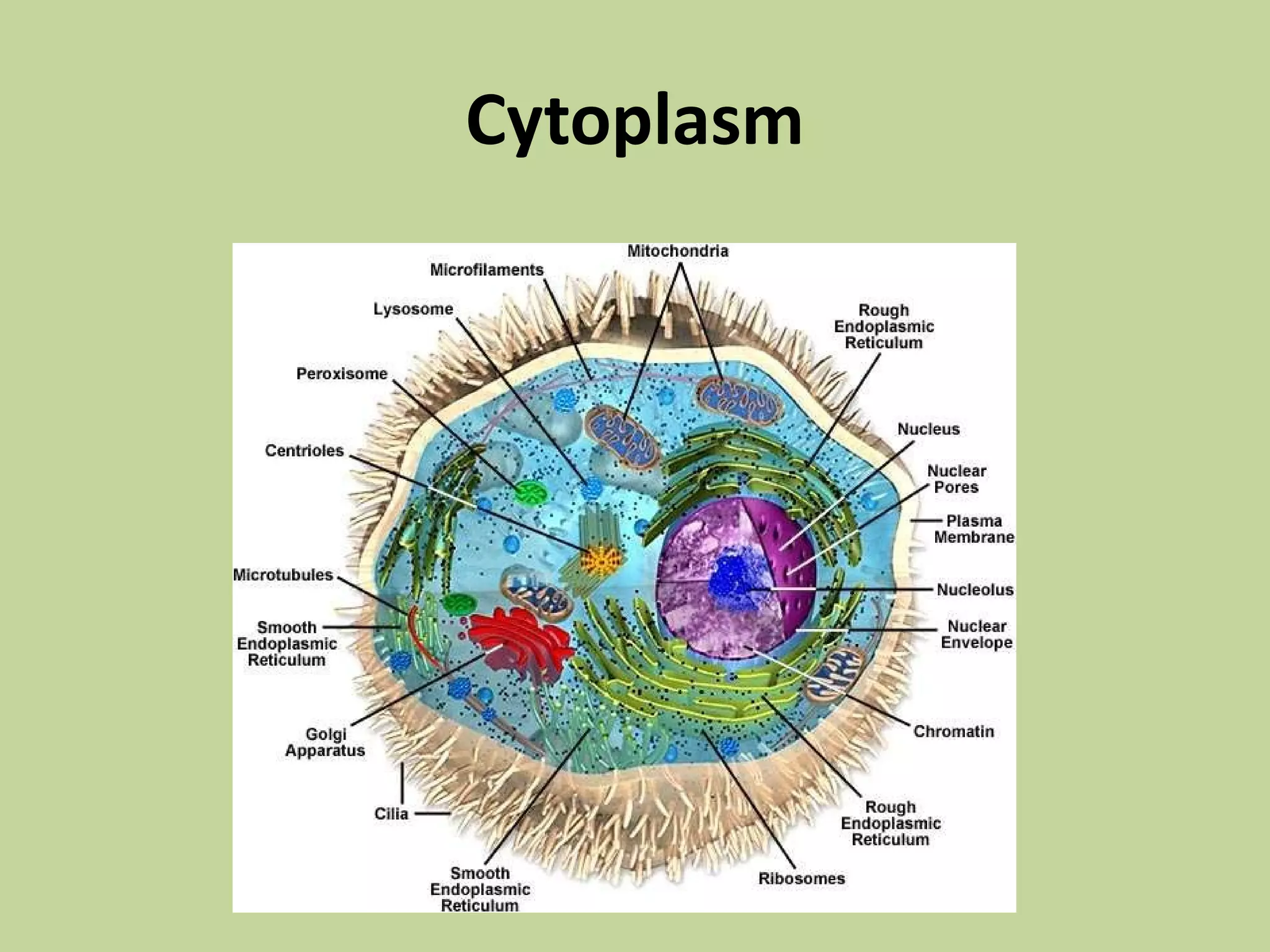 Aug. 23(the cell) | PPT