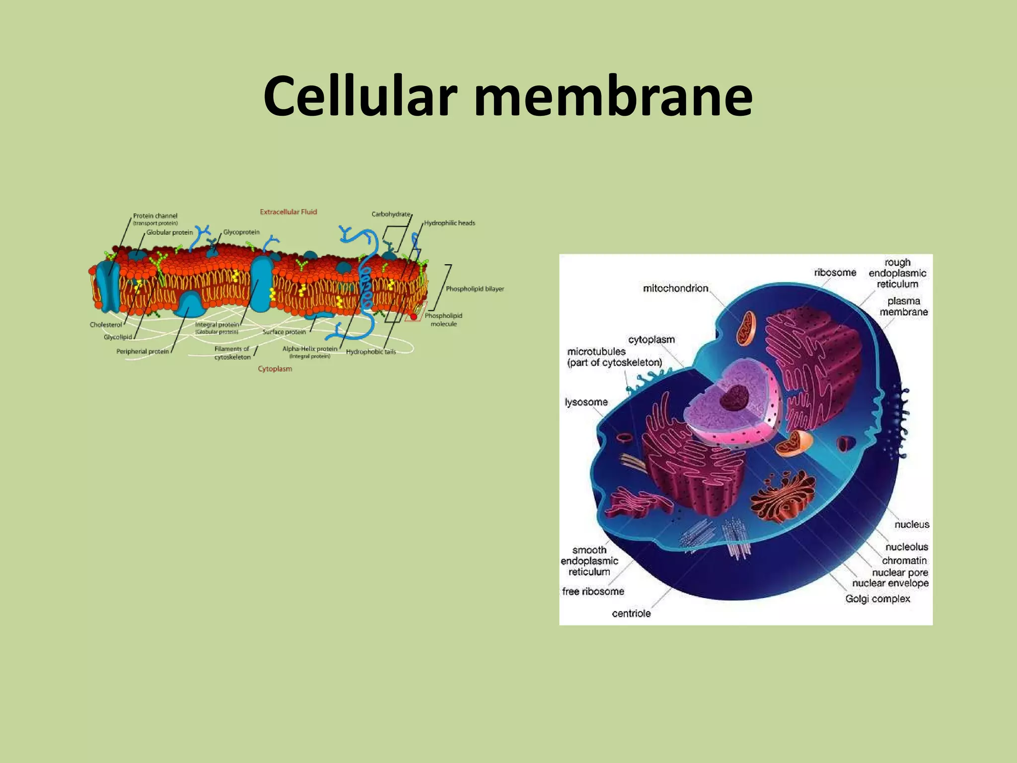 Aug. 23(the cell) | PPT