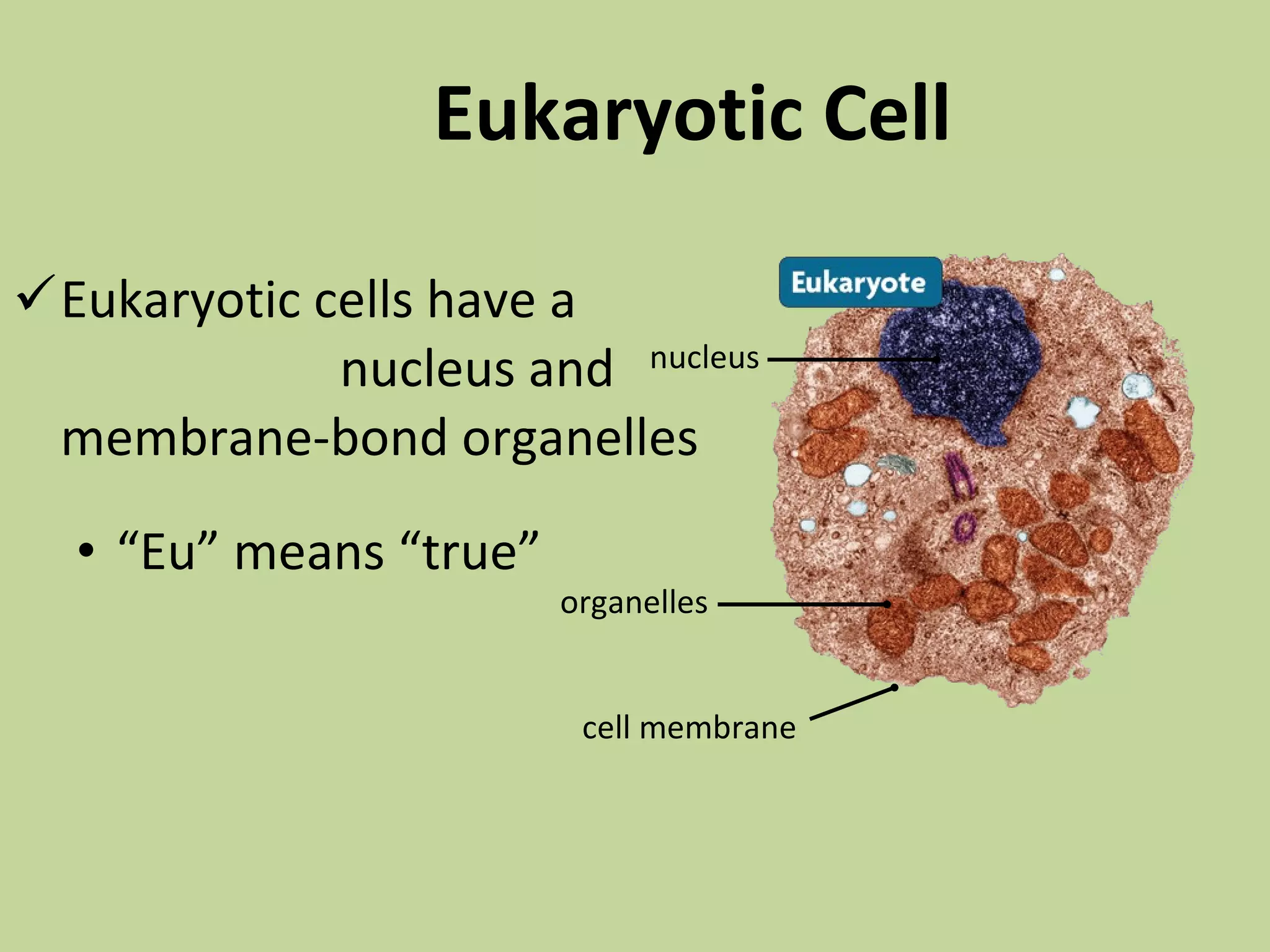 Aug. 23(the cell) | PPT