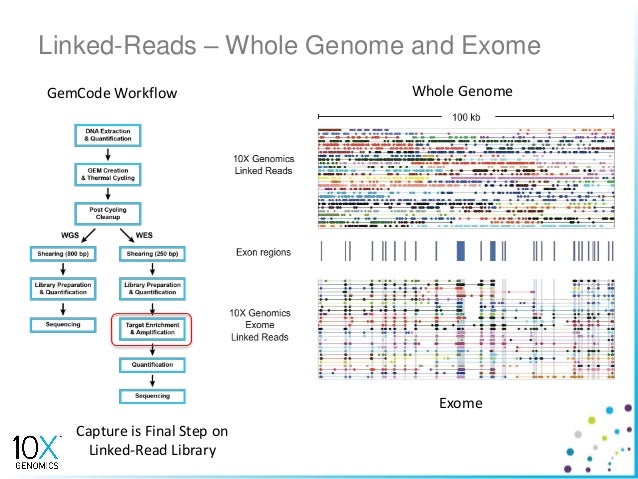 10x genomics