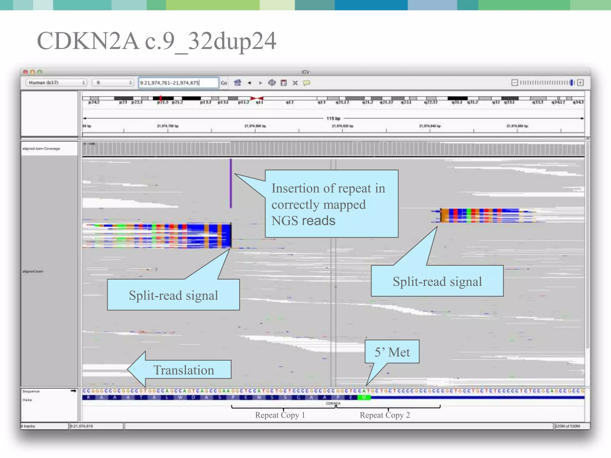 CDKN2A c.9_32dup24
Insertion of repeat in
correctly mapped
NGS reads
Split-read signal
Repeat Copy 1 Repeat Copy 2
Split-read signal
Translation
5’ Met
 