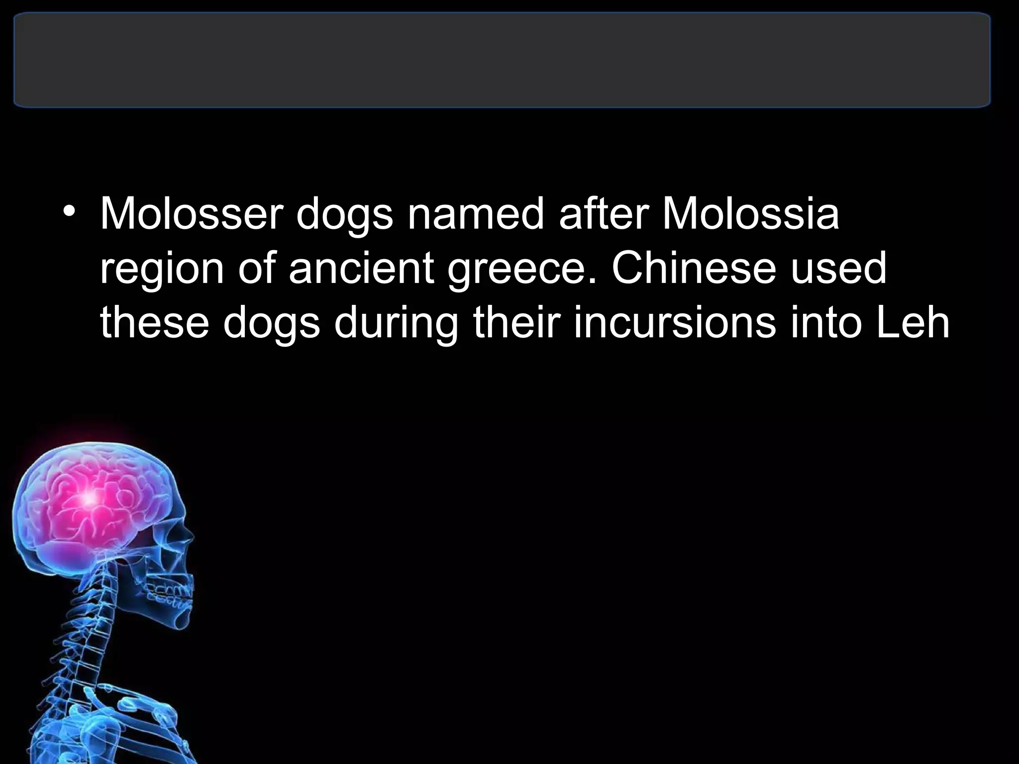 • Molosser dogs named after Molossia
region of ancient greece. Chinese used
these dogs during their incursions into Leh
 