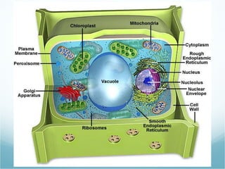 Aug 28 (labeling plant cell)