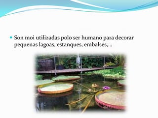  Son moi utilizadas polo ser humano para decorar

pequenas lagoas, estanques, embalses,…

 