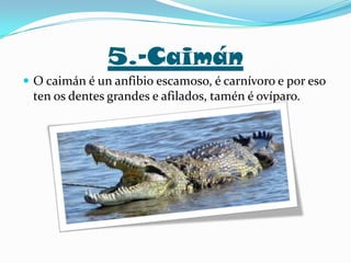 5.-Caimán
 O caimán é un anfibio escamoso, é carnívoro e por eso

ten os dentes grandes e afilados, tamén é ovíparo.

 