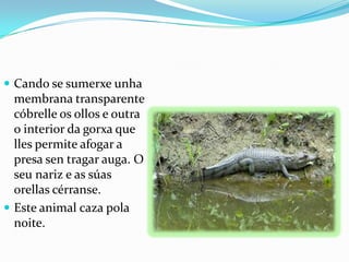  Cando se sumerxe unha

membrana transparente
cóbrelle os ollos e outra
o interior da gorxa que
lles permite afogar a
presa sen tragar auga. O
seu nariz e as súas
orellas cérranse.
 Este animal caza pola
noite.

 