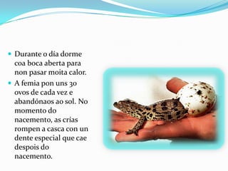  Durante o día dorme

coa boca aberta para
non pasar moita calor.
 A femia pon uns 30
ovos de cada vez e
abandónaos ao sol. No
momento do
nacemento, as crías
rompen a casca con un
dente especial que cae
despois do
nacemento.

 