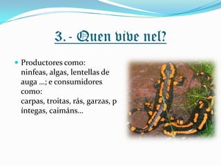 3.- Quen vive nel?
 Productores como:

ninfeas, algas, lentellas de
auga …; e consumidores
como:
carpas, troitas, rás, garzas, p
íntegas, caimáns…

 