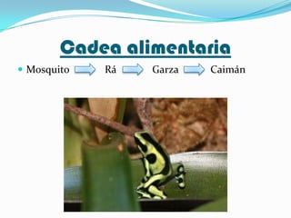 Cadea alimentaria
 Mosquito

Rá

Garza

Caimán

 