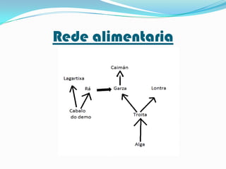 Rede alimentaria

 
