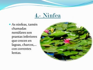 4.- Ninfea
 As ninfeas, tamén

chamadas
nenúfares son
prantas inferiores
que crecen en
lagoas, charcos,…
con correntes
lentas.

 