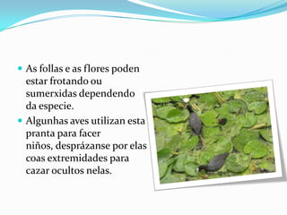 As follas e as flores poden

estar frotando ou
sumerxidas dependendo
da especie.
 Algunhas aves utilizan esta
pranta para facer
niños, desprázanse por elas
coas extremidades para
cazar ocultos nelas.

 