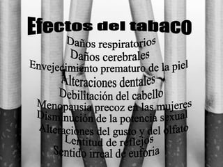 Efectos del tabaco Daños respiratorios  Daños cerebrales  Envejecimiento prematuro de la piel Alteraciones dentales Debilitación del cabello Menopausia precoz en las mujeres  Disminución de la potencia sexual Alteraciones del gusto y del olfato Lentitud de reflejos  Sentido irreal de euforia 