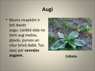 Augi | PPT