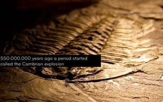 550.000.000 years ago a period started
called the Cambrian explosion




© 2011, Layar Conﬁdential and Proprietory
 