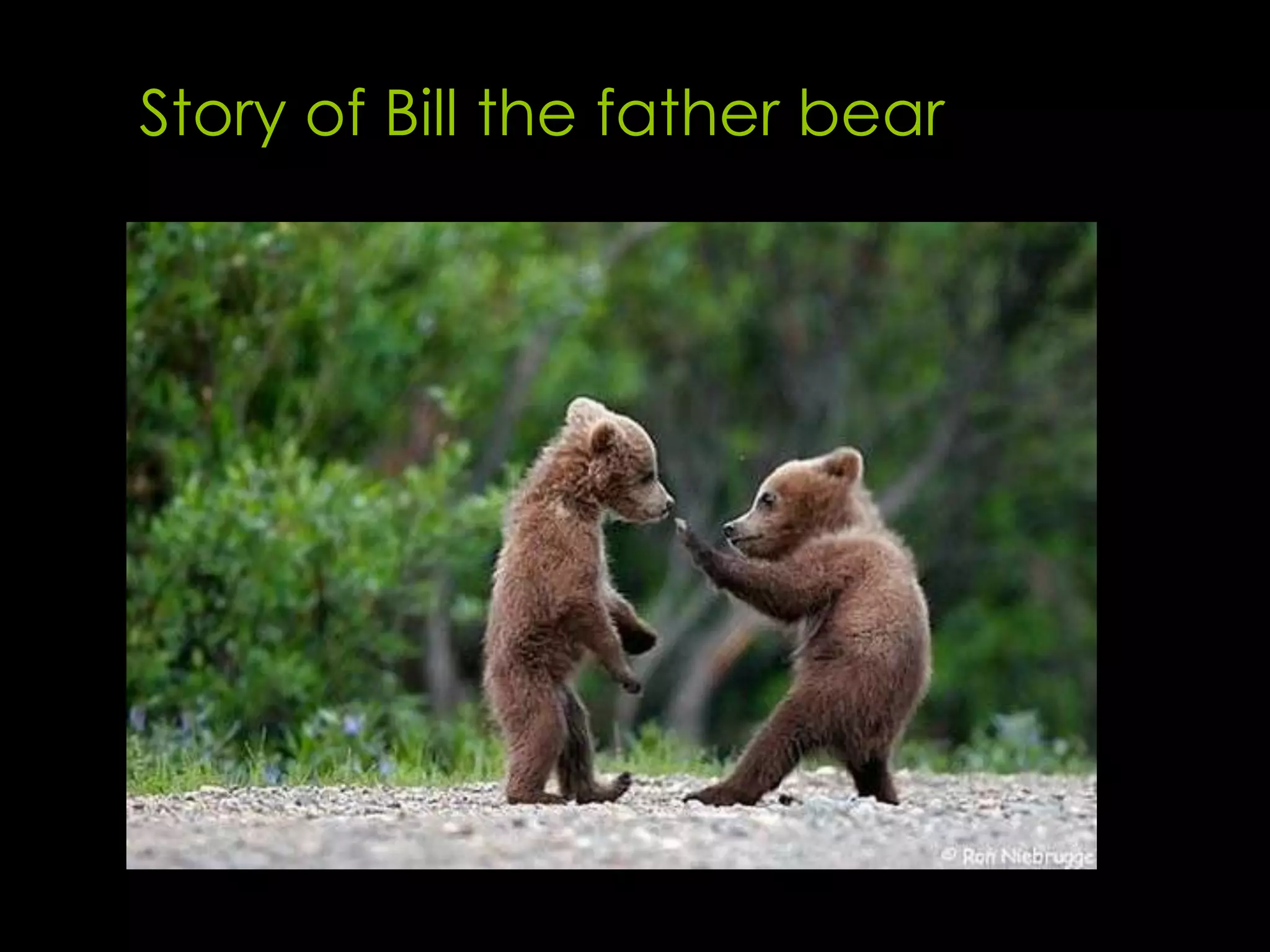 Story of Bill the father bear
 