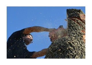 Auguraculum collettivo di Segni