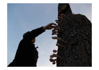 Auguraculum collettivo di Segni