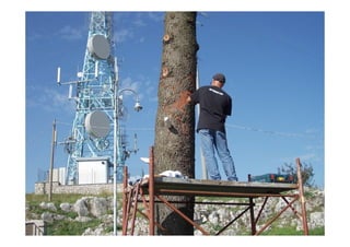 Auguraculum collettivo di Segni