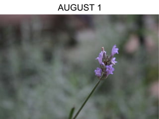 AUGUST 1 