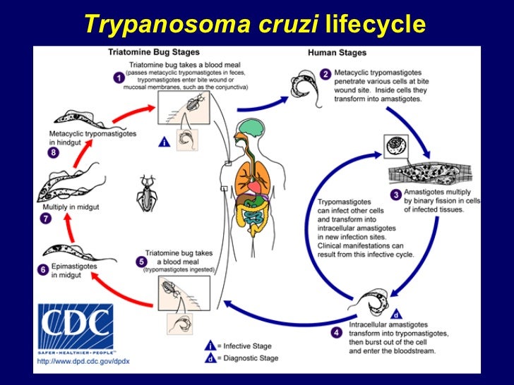 August 2009 CDC Selected Zoonotic Diseases Conference Call